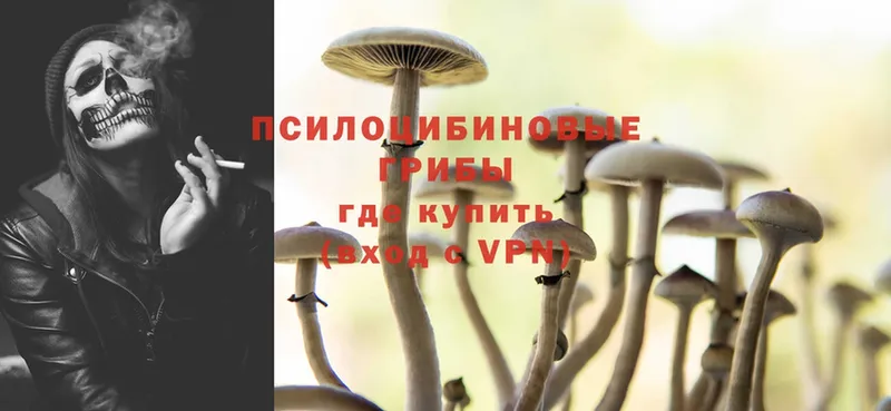 что такое наркотик  Гуково  Галлюциногенные грибы Psilocybe 